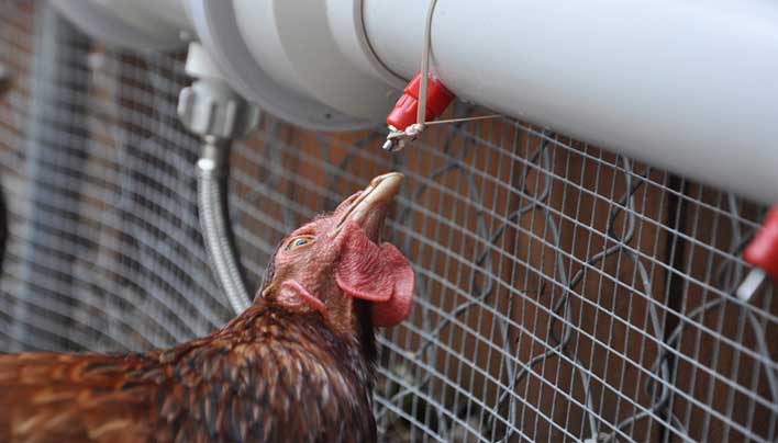 How To Build An Automatic Watering Tube For Your Chickens The