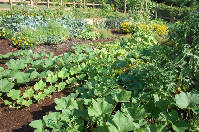 A garden is simply a prepping must-have to live off-grid.