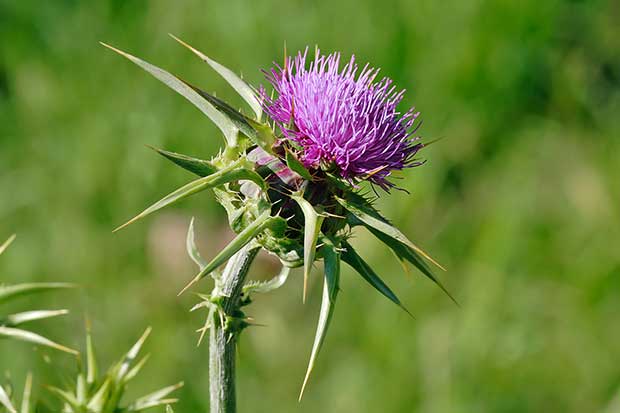 20 Edible Plants That Could Save Your Life 19 Flower head shown: Just strip the green off the leaf leaving the very edible midrib. Rub the “wool” off and enjoy, raw or cooked.