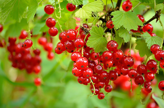 Ten Plants For Edible Landscapes 6 Currants