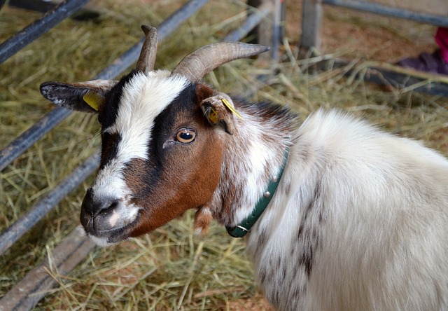 goat-516932_640