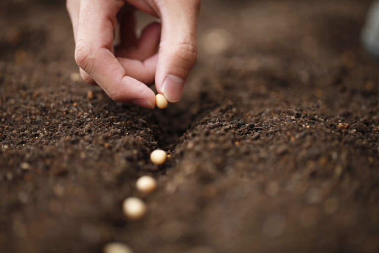 Understanding Seed Types and Their Importance - The Prepper Journal
