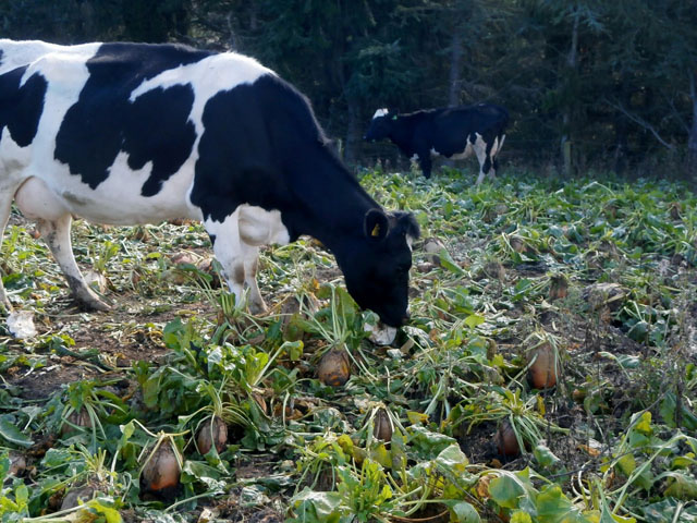 Survival Homesteading: Crop Production And Storage For Livestock 5 BeetFodder