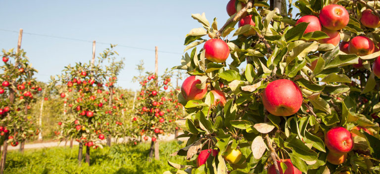 Planning Your Homestead Orchard: Benefits of Dwarf Trees - The Prepper Journal