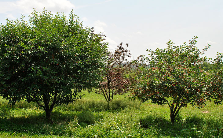 Planning Your Homestead Orchard: Benefits Of Dwarf Trees 9 Smaller trees can allow us to increase variety and resilience in the same space. If one species, variety, or specimen is lost or damaged by pests or weather, others may survive.