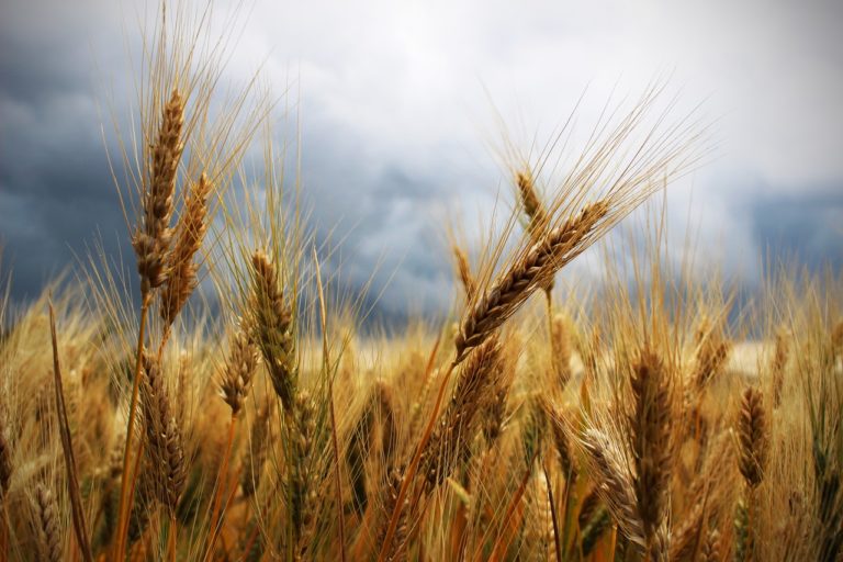 Long Term Food Storage: Benefits of Storing Wheat - The Prepper Journal
