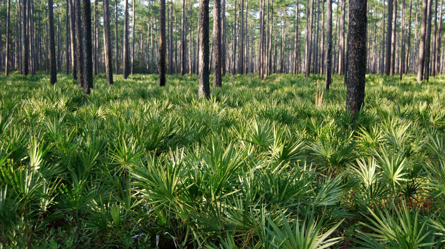 10 Medical Resources You Can Get from Nature - The Prepper Journal