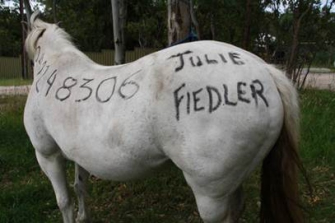 Prepping with Pets - Evacuating with Animals - The Prepper Journal