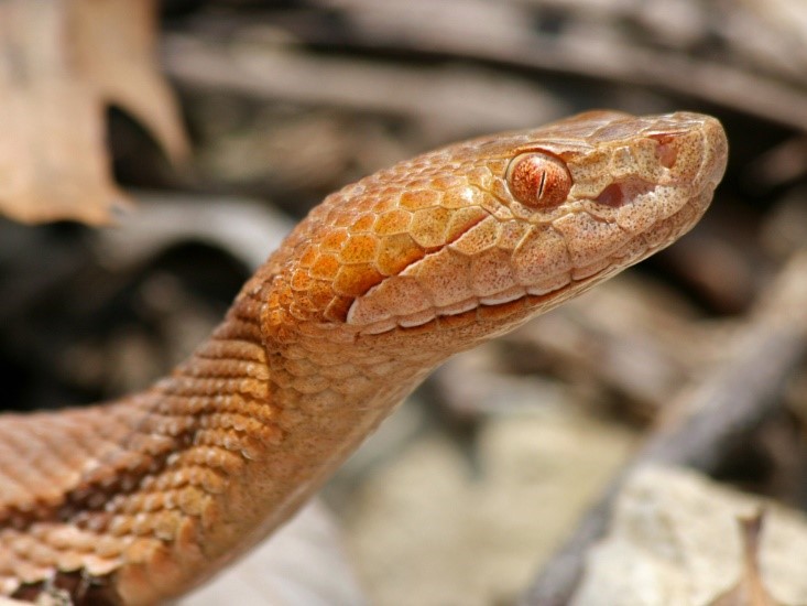 How to Survive a Venomous Snake Bite - The Prepper Journal