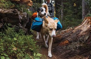 Power to Go! - The Prepper Journal