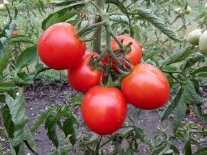 How to Prepare Your Soil for Planting Tomatoes - The Prepper Journal