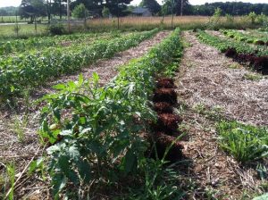 Survival Gardens - Minimum Seed Requirements Revisited - The Prepper Journal