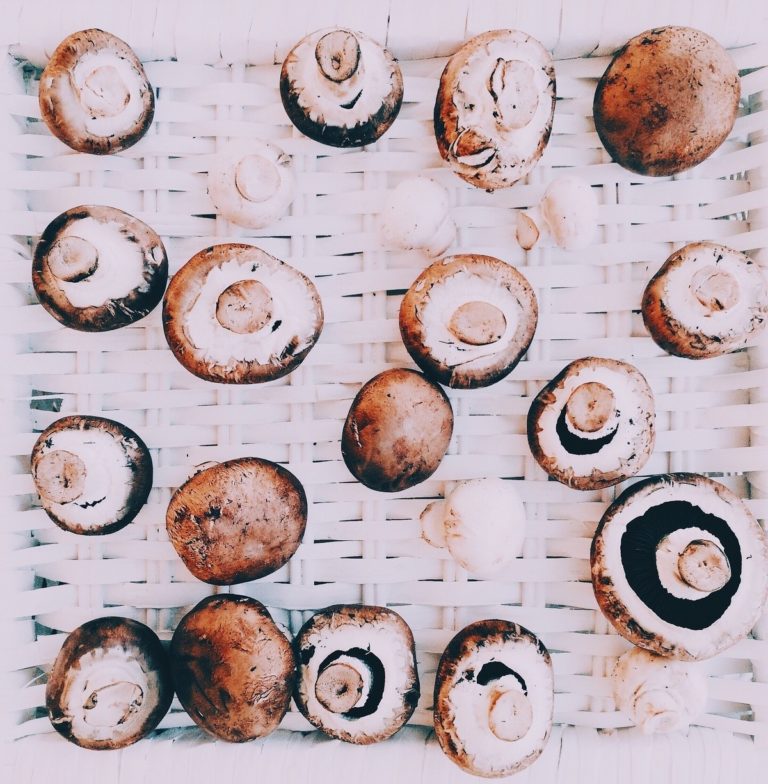 A Beginner’s Guide to Growing Mushrooms - The Prepper Journal