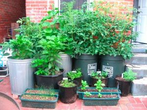 Survival Gardening: Cutting Costs - The Prepper Journal