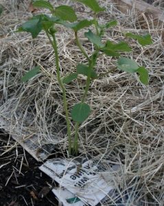 Survival Gardening: Cutting Costs - The Prepper Journal