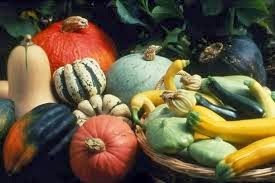 Survival Gardening: Squash Bugs and Borers - The Prepper Journal