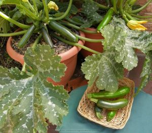 Survival Gardening: Squash Bugs and Borers - The Prepper Journal