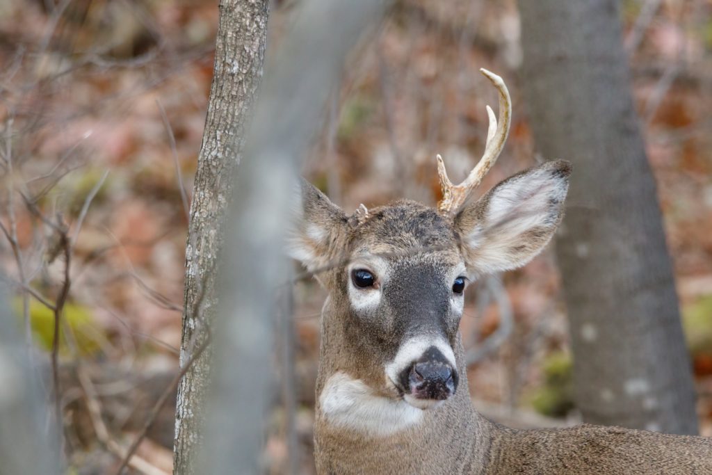 Deer in the Headlights? 10 Tips for Improving Your Deer Hunting Success - The Prepper Journal