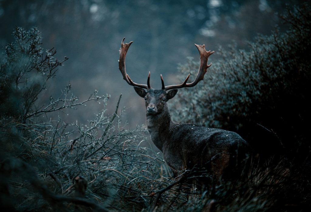 Deer in the Headlights? 10 Tips for Improving Your Deer Hunting Success - The Prepper Journal